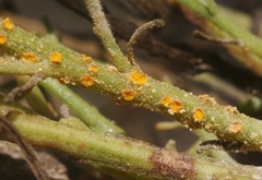 Puccinia evadens