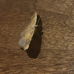 Nematocampa resistaria