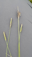 Alopecurus aequalis