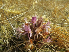 Aphyllon californicum