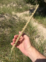 Ammophila breviligulata
