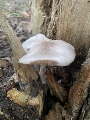 Pluteus petasatus