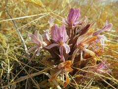 Aphyllon californicum