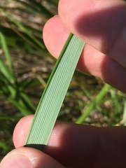 Ammophila breviligulata