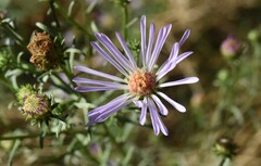 Symphyotrichum ascendens