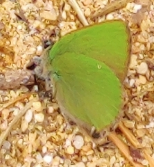 Callophrys rubi