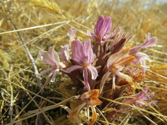 Aphyllon californicum