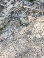 Anaxyrus fowleri