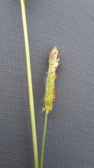 Alopecurus aequalis