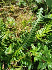 Struthiopteris spicant