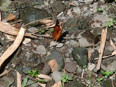 Doleschallia bisaltide