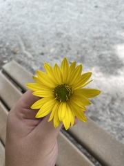 Silphium