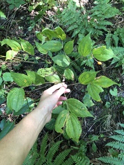 Prosartes lanuginosa