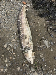 Acipenser transmontanus