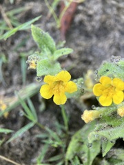 Erythranthe moschata