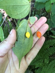 Prosartes lanuginosa