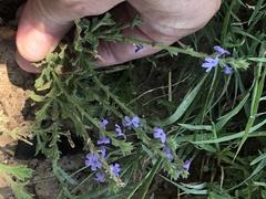 Verbena plicata