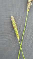 Alopecurus aequalis
