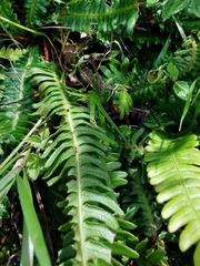 Struthiopteris spicant