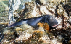 Ophioblennius atlanticus