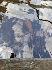 Pectinatella magnifica