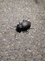 Carabus coriaceus