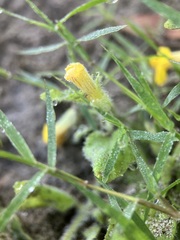 Erythranthe moschata