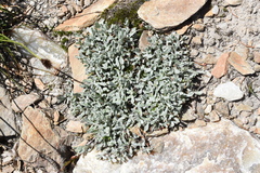 Antennaria