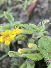 Erythranthe moschata