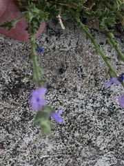 Verbena plicata