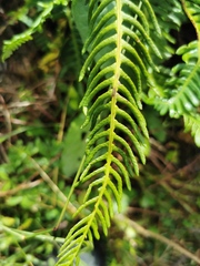 Struthiopteris spicant