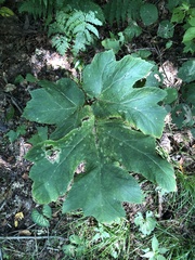 Heracleum maximum