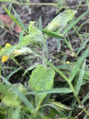 Erythranthe moschata