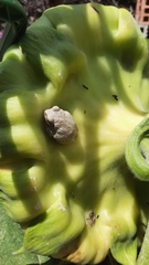 Hyla