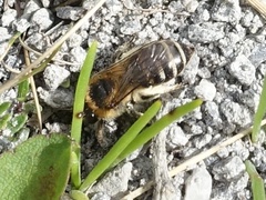 Colletes succinctus