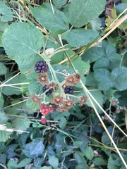 Rubus armeniacus
