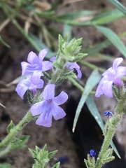 Verbena plicata