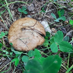 Suillus viscidus