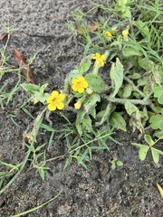 Erythranthe moschata