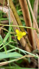 Ranunculus gmelinii