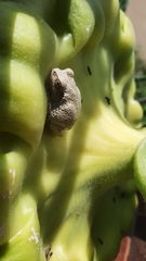 Hyla