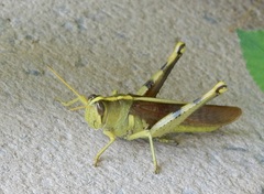 Schistocerca obscura