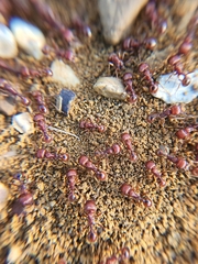 Pogonomyrmex barbatus