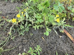 Erythranthe moschata