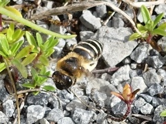 Colletes succinctus