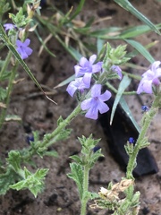 Verbena plicata