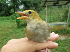 Ploceus sanctithomae