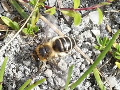 Colletes succinctus