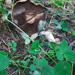 Suillus viscidus