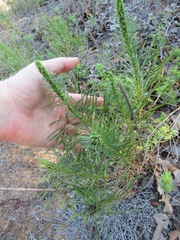 Liatris punctata